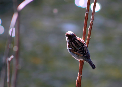 男性的麻雀图片