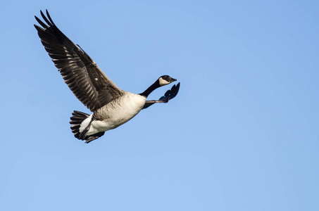 加拿大鹅在蔚蓝的天空飞