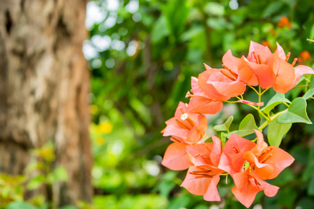 花园里的叶子花