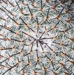 Mammillaria 仙人掌的抽象详细信息