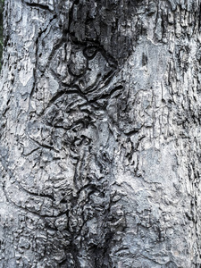 树树皮纹理图片