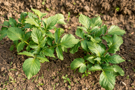 植物土豆图片 植物土豆素材 植物土豆插画 摄图新视界