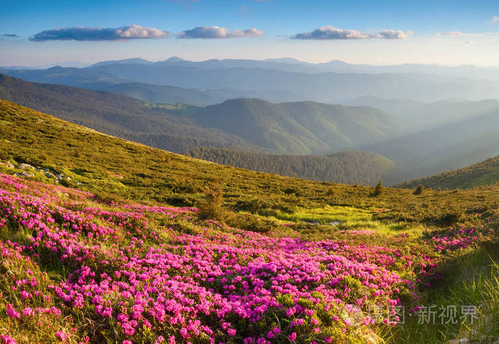 美丽的春天背景