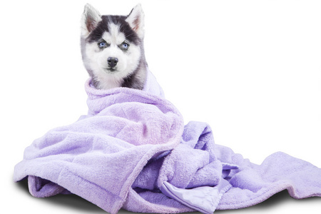 西伯利亚雪橇犬小狗用毛巾在工作室