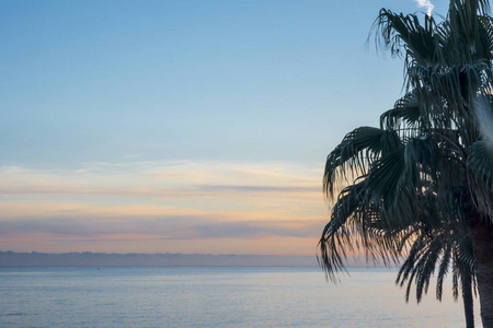 棕榈树的特写与海在背景上在地中海的西班牙海岸