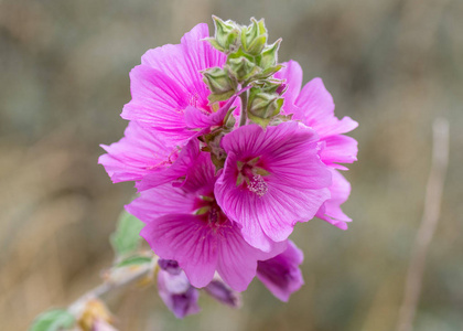 蜀葵 Alcea 花。粉红色植物在锦葵家庭 广义锦葵科 显示细节雄蕊