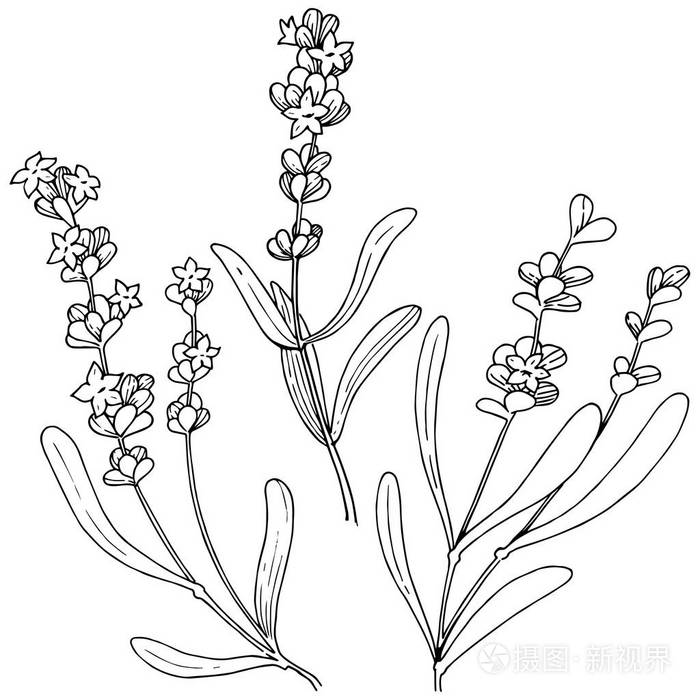 植物全名: 薰衣草.背景,纹理,包装图案,框架或边框的矢量花