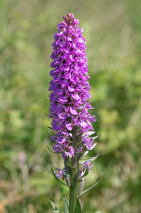 南沼泽兰花 Dactylorhiza praetermissa inflorescense。英国草原花卉家族植物