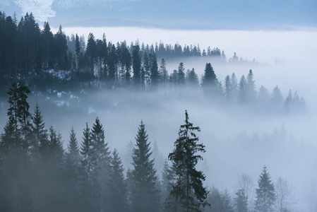 山上晨雾。春天风景与云杉森林