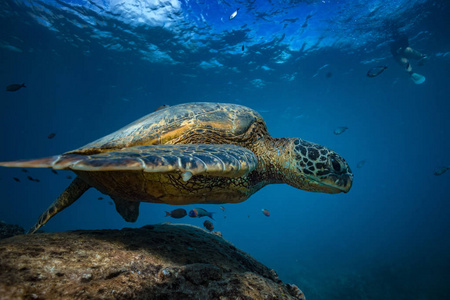 龟在蓝色的海洋照片