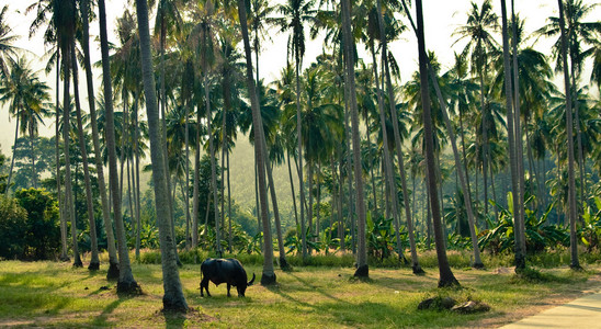 丛林和水牛