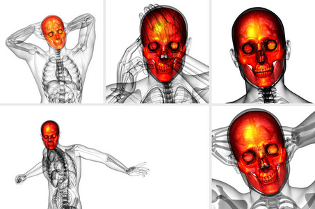 3d 渲染医学插图的头骨
