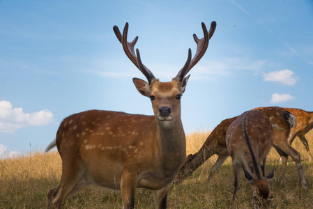 已识别到 1000个 鹿褐色肖像森林公园野生褐色动物 youngdeer 相似