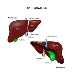 人体肝脏解剖图片