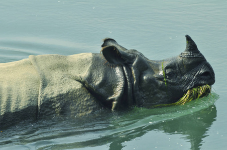 一只犀牛在河里吃草。野生动物, 狩猎在尼泊尔和印度边境。尼泊尔国家公园奇旺