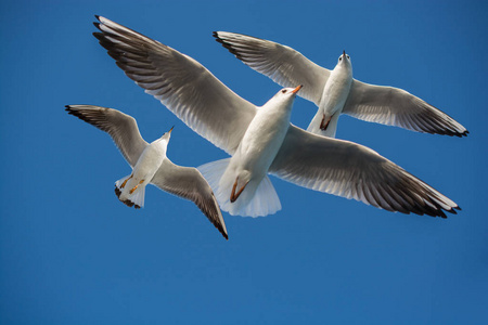 一双海鸥在蓝天下飞翔