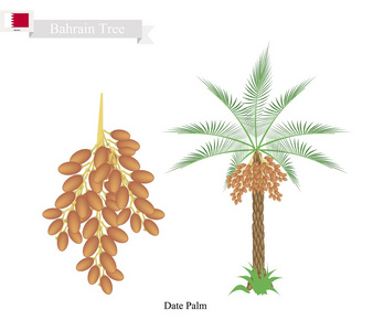 日期棕榈是巴林的一棵国家树