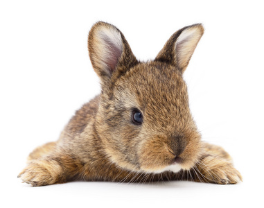 棕色的小兔子