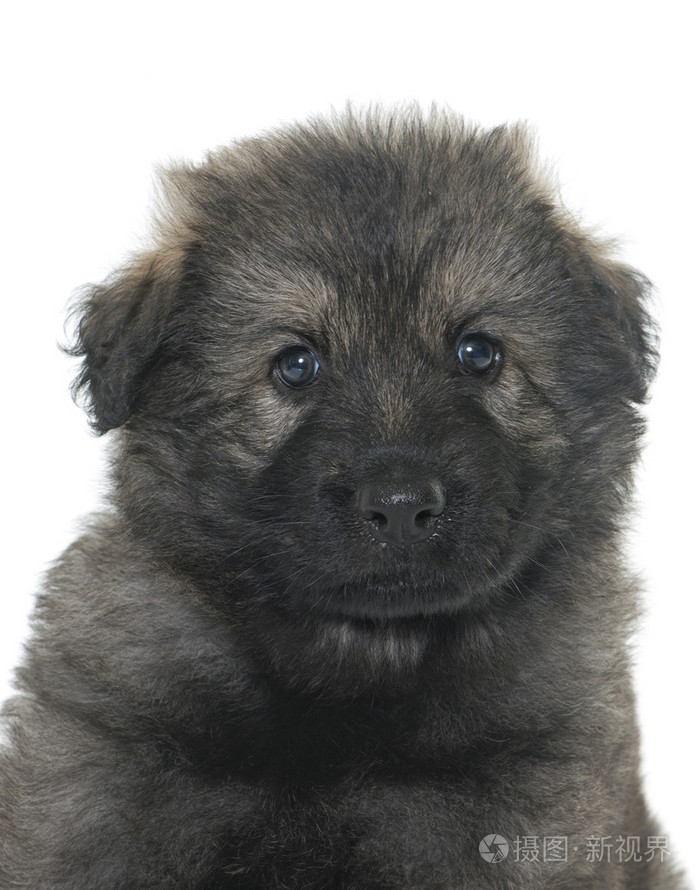 古代的类型德国牧羊犬