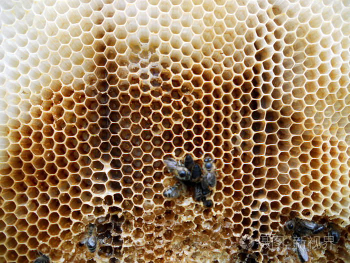 做梦梦到蜂蜜和蜜蜂(梦见蜜蜂和蜂蜜还吃了蜂蜜)