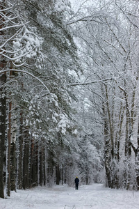 冬天雪体育人跑在树公园