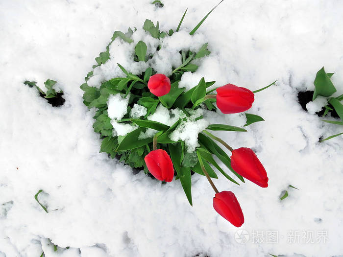 红郁金香在雪地里寻找