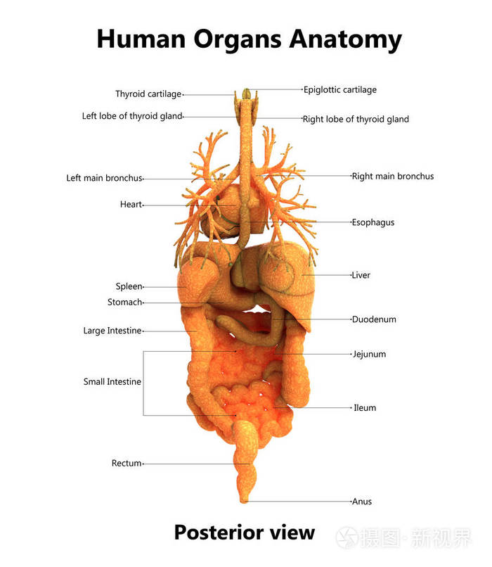 3d 人体器官解剖示意图