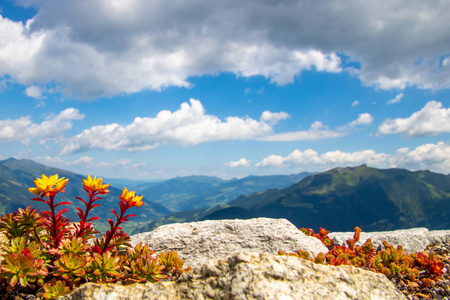 在奥地利阿尔卑斯山的山顶上有红色茎的黄色花朵, 在后面的 齐勒河谷 山谷, 蓝天与白云