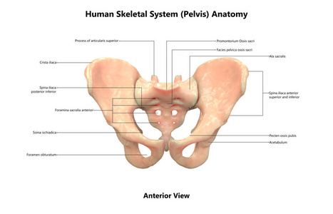 3d 人体骨架系统骨盆解剖示意图