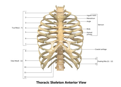 3d 人体骨架系统胸部骨架解剖示意图