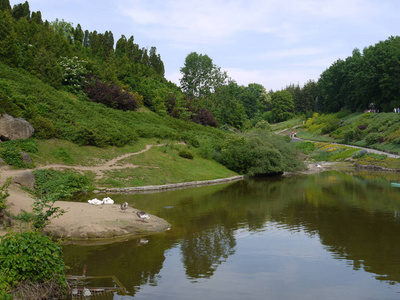 在美丽的公园区域的池塘岸边的鸭子反对绿色树和灌木的背景