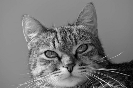 灰色的虎斑猫图片