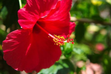 黄色花粉的花园里的红芙蓉花