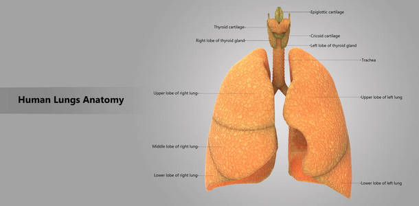 3d 人体呼吸系统解剖示意图