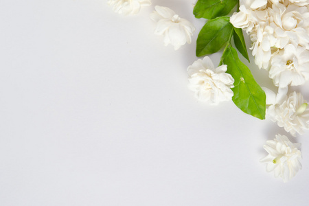 孤立在白色背景上的茉莉花照片