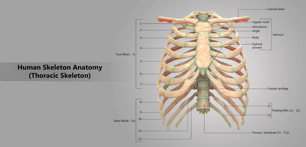 3d 人体骨架系统胸部骨架解剖示意图