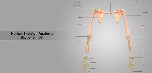 3d 人体骨架系统上肢解剖示意图