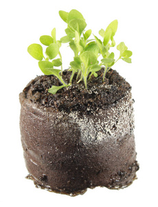 毛地黄上白色孤立图片