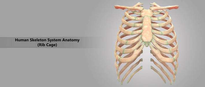 肋骨篮图片