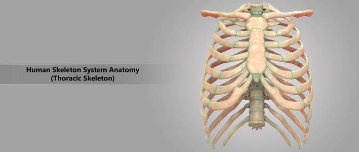 3d 人体骨架系统胸部骨架解剖示意图