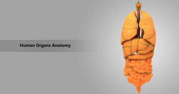 3d 人体器官解剖示意图
