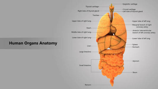 3d 人体器官解剖示意图