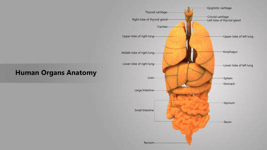 3d 人体器官解剖示意图