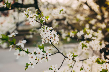 花树上自然背景