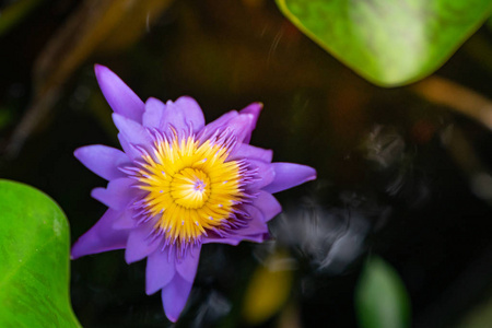 紫色睡莲或莲花朵鲜花，盛开在池塘上