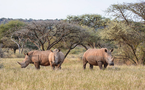 三白色犀牛在南部非洲稀树草原