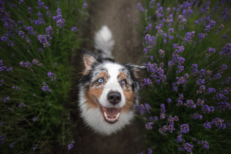 快乐的狗在薰衣草花。澳大利亚牧羊犬。宠物在自然夏天