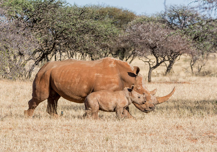 白色犀牛母亲和小腿在南部非洲大草原漫步