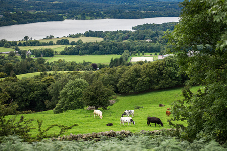 温德米尔湖从 Orrest Head 奶牛的草地上