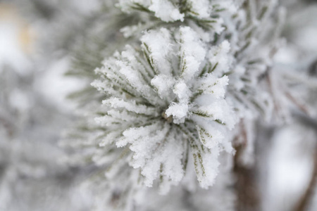 杉木树针上的积雪关闭了